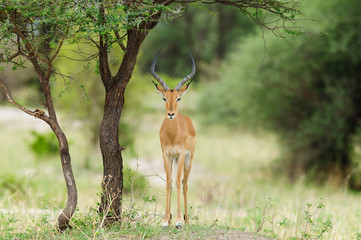 Closeup of Impala (scientific name: Aepyceros melampus, or 