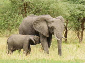 Fototapeta na wymiar Closeup of a young African Elephant nursing (scientific name: Loxodonta africana, or 