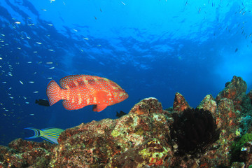Underwater coral reef and fish in ocean