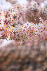 Cassia bakeriana flowering/Blooming Pink Cassia with blur background/Pink Shower tree in Thailand/Lovely flowers of Cassia bakeriana Craib(Thai name