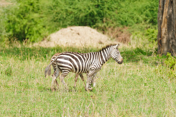 Closeup of Burchell's Zebra or Boehm's zebra (scientific name: Equus burchelli, subspecies Equus burchelli boehmi or 