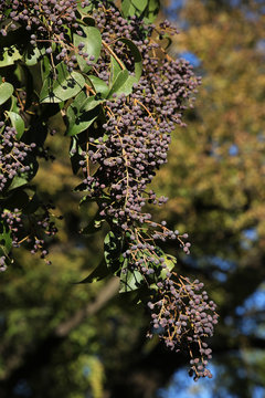 Gl&auml;nzender Liguster, Glanz-Liguster (Ligustrum lucidum)