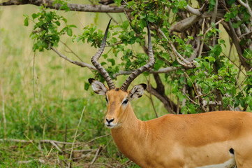 Closeup of Impala (scientific name: Aepyceros melampus, or "Swala pala" in Swaheli) image taken on Safari located in the Tarangire National park in the East African country of Tanzania