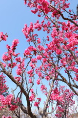 青空と早春の紅梅