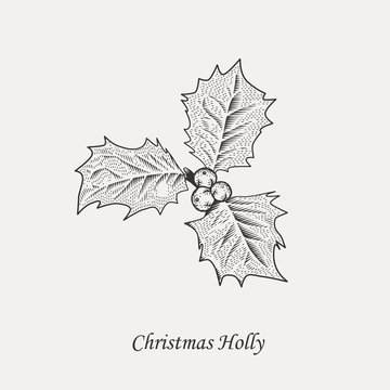Christmas holly leaves and berries