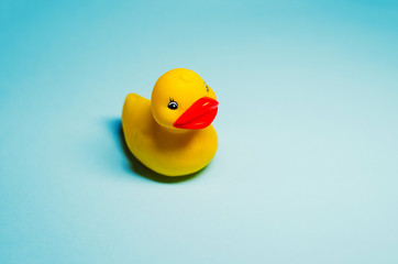a toy for playing in the bathroom. the duckling is yellow. background blue