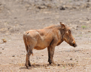 Fototapeta premium Closeup of Warthog (scientific name: Phacochoerus aethiopicus, or 