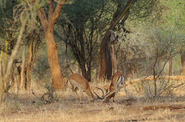Closeup of Impala fighting (scientific name: Aepyceros melampus, or 