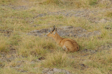 Closeup of male Reedbuck (scientific name: Redunca redunca, or 