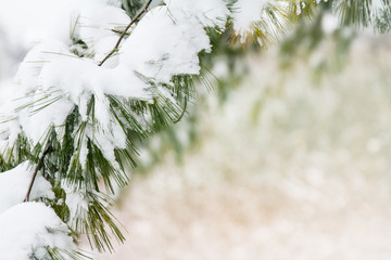 Evergreen branch covered with fresh snow; pine bough with snow creates a boarder