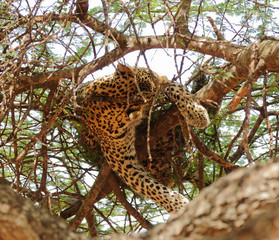 Obraz premium Closeup of a Leopard (scientific name: Panthera pardus, or 