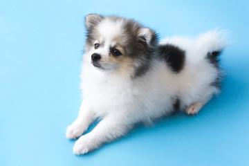 Closeup puppy pomeranian looking at something with light blue background, dog healthy concept, selective focus