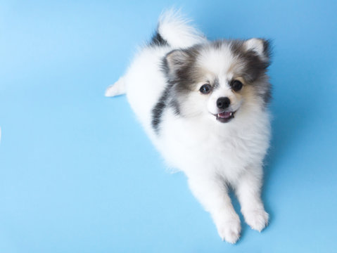 Closeup puppy pomeranian looking at something with light blue background, dog healthy concept, selective focus