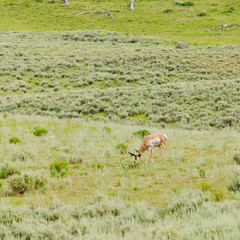 North American Pronghorn Antelope (Antilocapra americana) in Yellowstone National Park