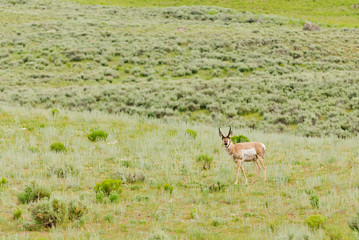North American Pronghorn Antelope (Antilocapra americana) in Yellowstone National Park