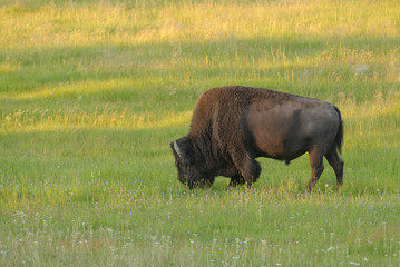 Yellowstone National Park