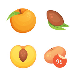 Collection of isolated cut and whole vector peaches. Vector apricot illustration in curtoon style