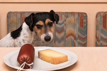 Tricolor Broken Hairy Jack Russell Terrier - Little cute dog obediently sits at the table eating