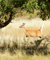  urbanized White-tailed deer  (odocoileus viginianus)