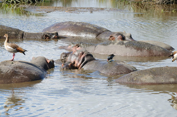 Closeup of Hippopotamus (scientific name: Hippopotamus amphibius, or "Kiboko" in Swaheli) 