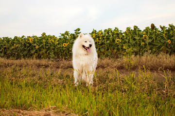 beautiful white dog on a background of sunflowers. Samoyed on the field.