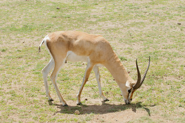 Closeup of Grant's Gazellein Tanzania
