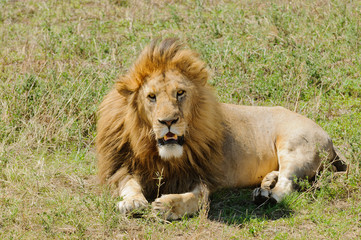 Fototapeta na wymiar Closeup of a Lion pride (scientific name: Panthera leo, or 