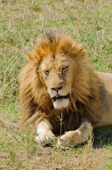 Closeup of a  male Lion in Tanzania