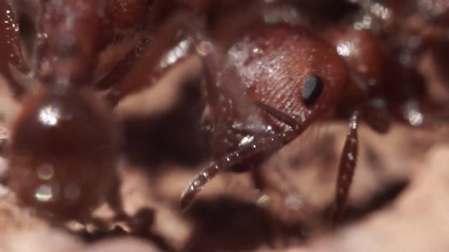 Ants Heads Macro Closeup Slow Motion Detail