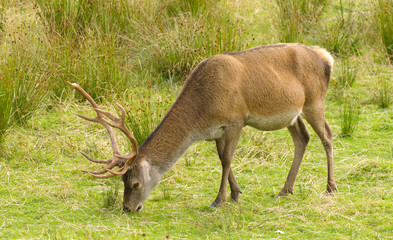 Red Deer stag