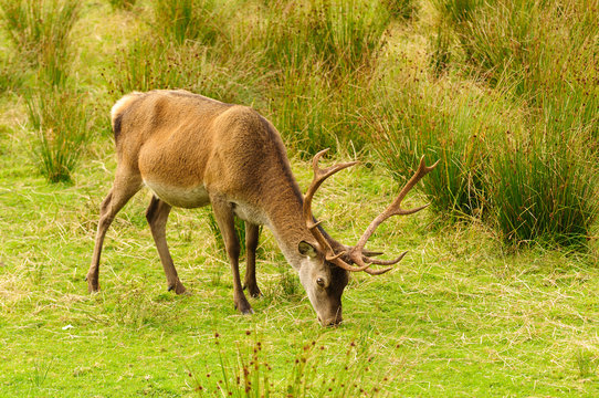 Red Deer stag