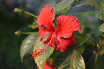 beautiful red flower with leaves 