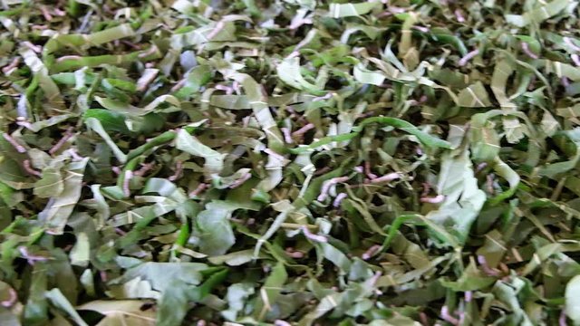 4K video of silkworms eating mulberry leaf 