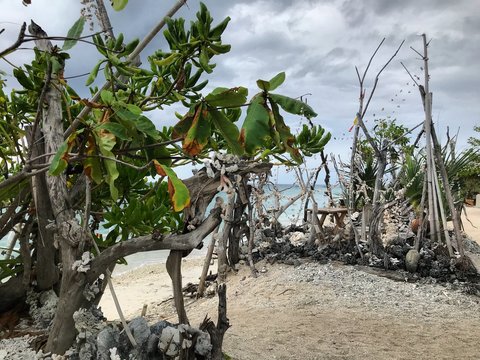 tree in the desert