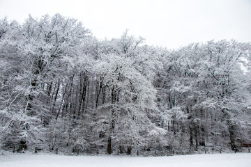 Bäume mit Schnee bedeckt mit Ästen Zweigen Hintergrundbild