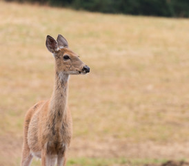 closeup of a female whitetail deer