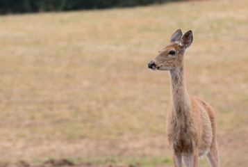 closeup of a female whitetail deer