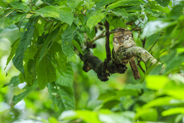 A Blyth's Frogmouth stay on branch with a green leaf