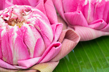 folding lotus thai style on banana leaf background