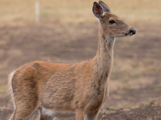 closeup of a female whitetail deer
