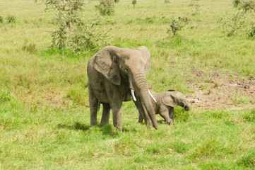 Naklejka na ściany i meble African Elephant with baby (scientific name: Loxodonta africana, or 