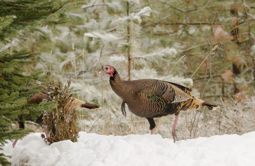 male wild turkey slipping into the forest during winter