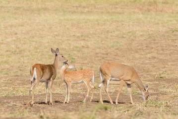 Whitetail deer (odocoilus virginianus) on formland in Washington