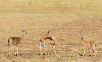 Whitetail deer (odocoilus virginianus) on formland in Washington