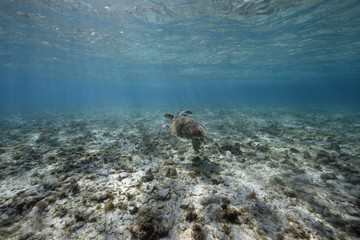 Obraz premium Green Sea Turtle (BWI)