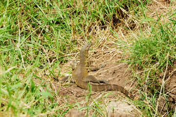 Closeup of Nile Monitor (scientific name: Varanus niloticus or 