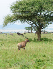 Closeup of Topi (scientific name: Damaliscus lunatus jimela or 