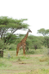 Masai Giraffe (scientific name: Giraffa camelopardalis tippelskirchi or 