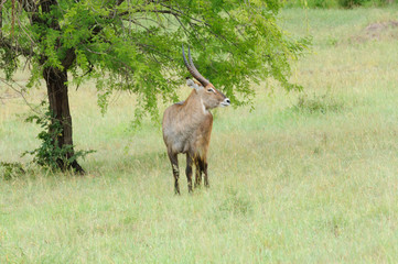 MaleWaterbuck (scientific name: Kobus ellipsiprymnus, or 