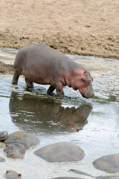 Closeup of Hippopotamus (scientific name: Hippopotamus amphibius, or "Kiboko" in Swaheli) image taken on Safari located in the Serengeti National park,Tanzania